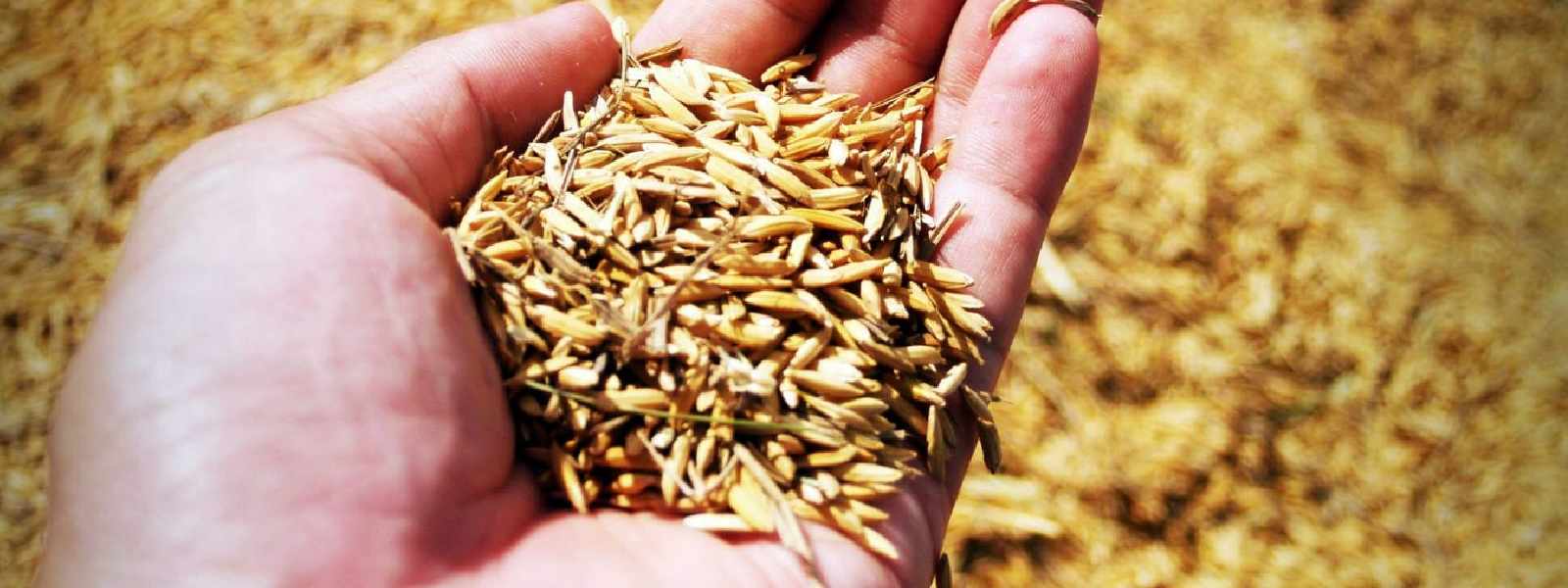 වී මිලට ගන්නා අවම මිල ප්‍රකාශයට පත්කෙරේ.